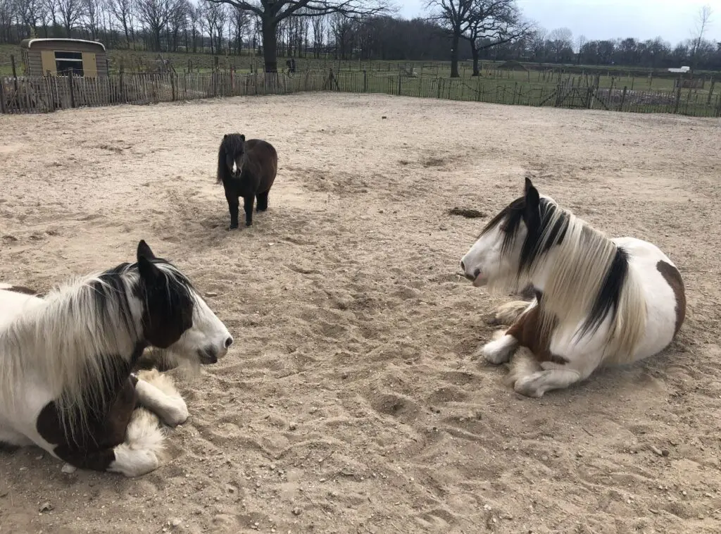 krachtige eigenschap, 10 signalen voor gezonde grenzen