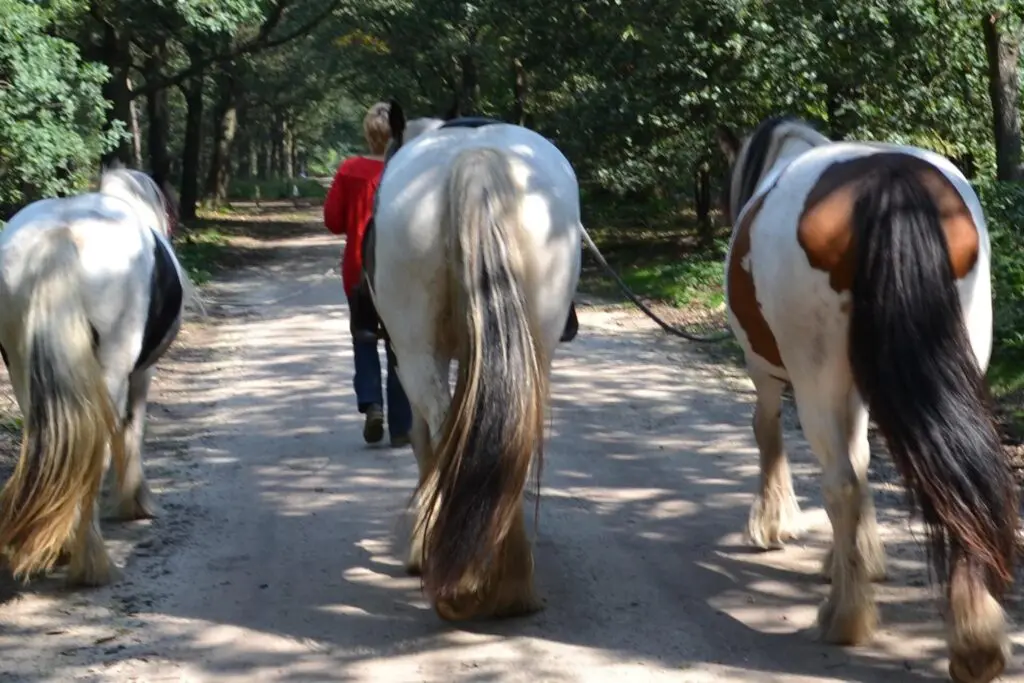Hsp-ondernemerschap-leiderschap-Uden-Equizenz