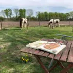 paard en creativiteit-equi-arttraject