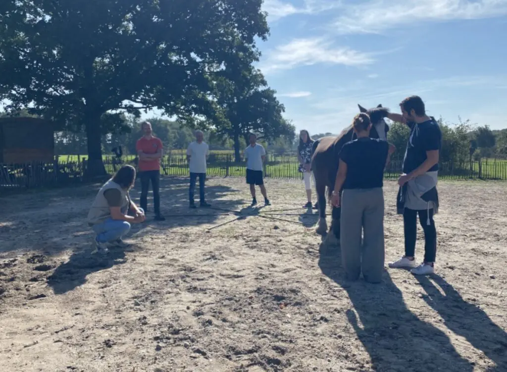Team doet een oefening met een paard tijdens een zakelijke coachingsessie