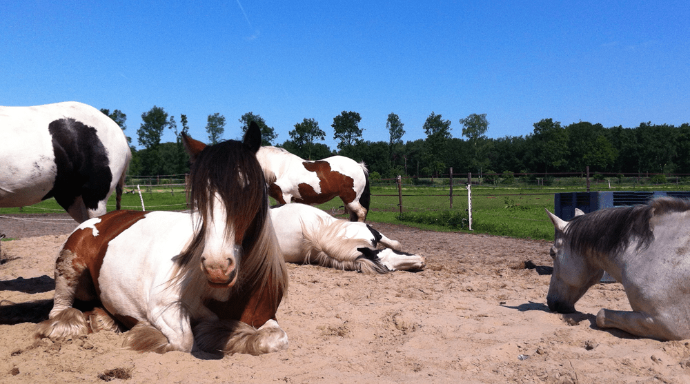 leren omgaan met hoogsensitiviteit-therapie met paarden