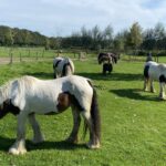 HSP voor Paarden Hsp Coaches-van herkennen naar effectief-equizenz-handelen