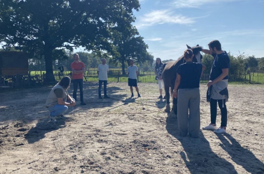 Team doet een oefening met een paard tijdens een zakelijke coachingsessie