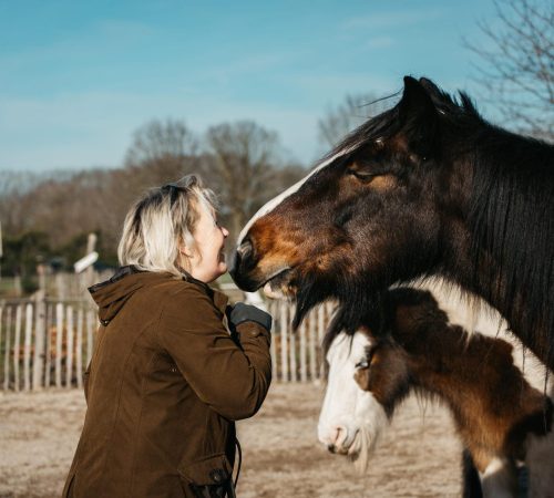 systemisch-werken-met-paarden-paardencoaching-equizenz-hoogsensitief