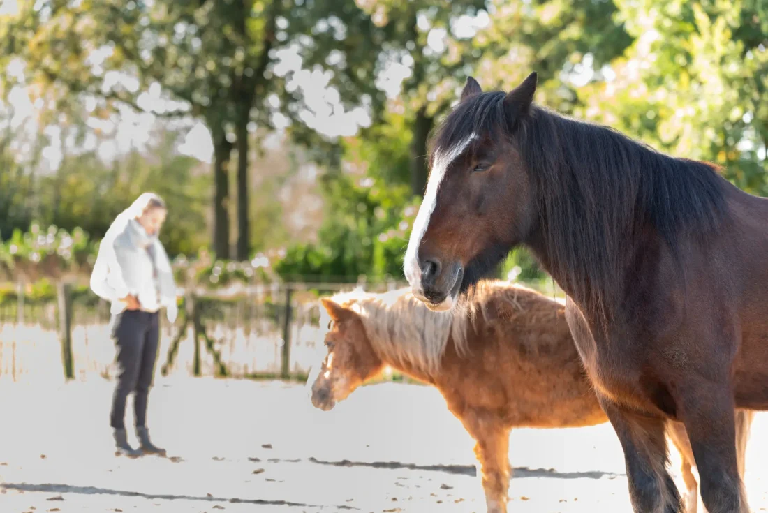 Equizenz-rouw-verliesjpg.