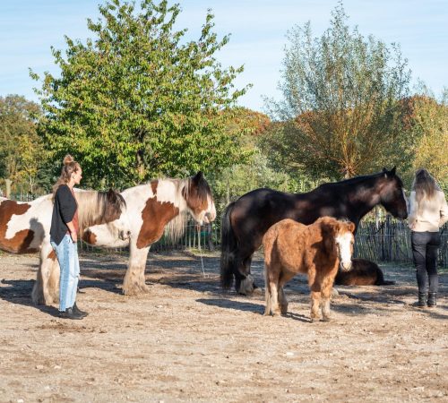 live-dagen-paardencoaching-equizenz-hsplearning