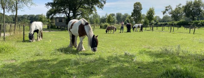 HSP-natuur-cafe-zenwustels-regulering- met paarden | Waarom je zoveel draagt & hoe je leert thuiskomen-equizenz-systemisch werken-kennismaking