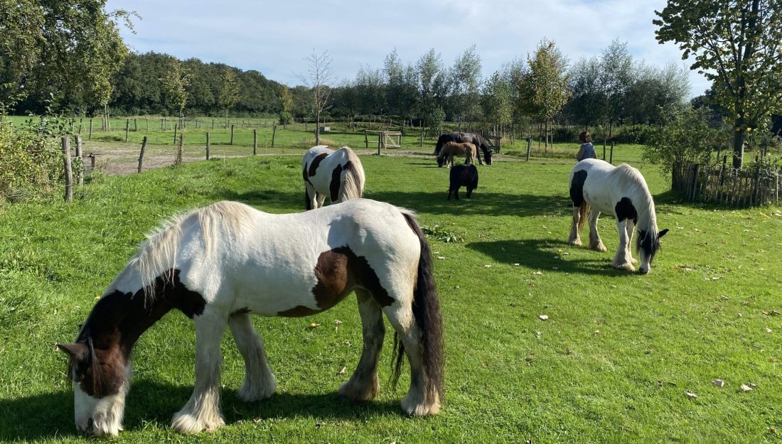 HSP voor Paarden Hsp Coaches-van herkennen naar effectief-equizenz-handelen