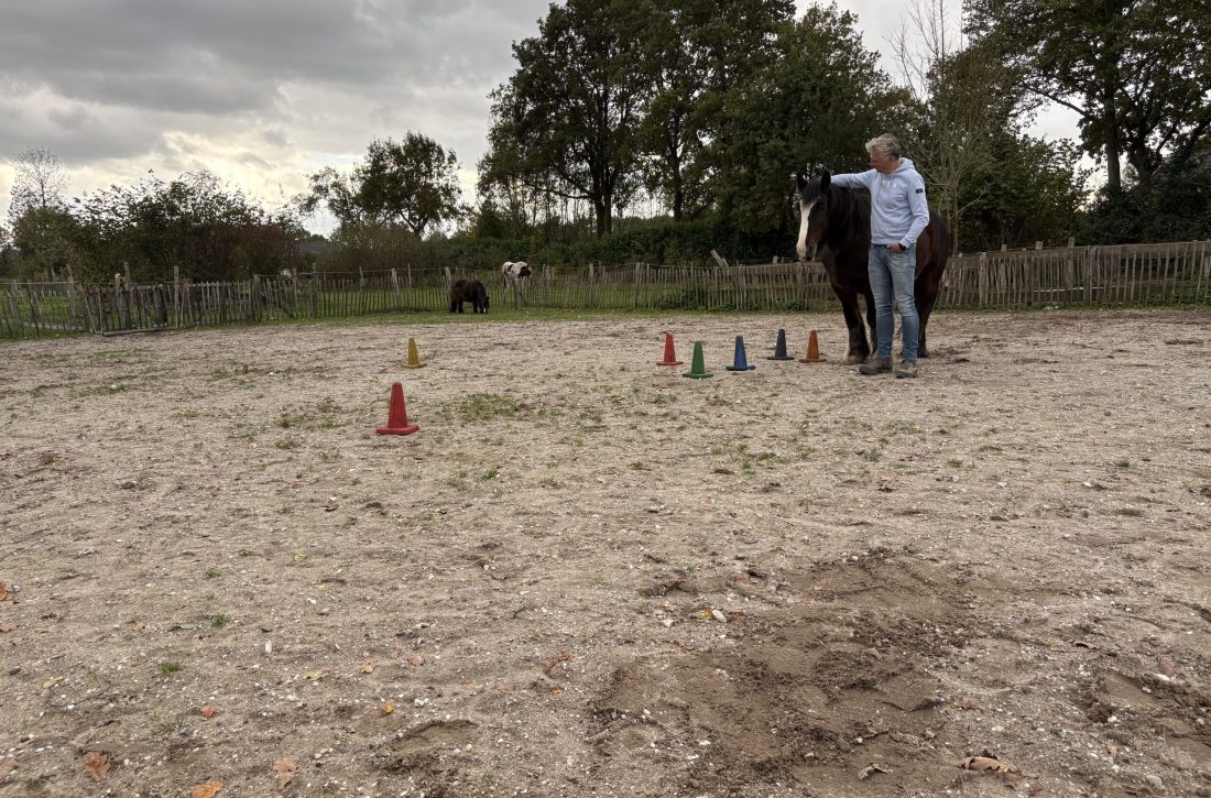 SYSTEMISCH-PAARDEN-COACHEN-DOORBRAAKSESSIE-EQUIZENZ